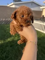 Sally, a female Poodle - Toy  for sale in Rancho Cucamonga, CA – 1 of 3