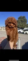 Sally, a female Poodle - Toy  for sale in Rancho Cucamonga, CA – 2 of 3