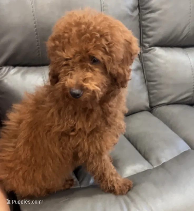 Charlie  – Poodle - Miniature  puppy for sale in Rancho Cucamonga, CA