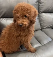 Charlie , a male Poodle - Miniature  for sale in Rancho Cucamonga, CA – 1 of 3