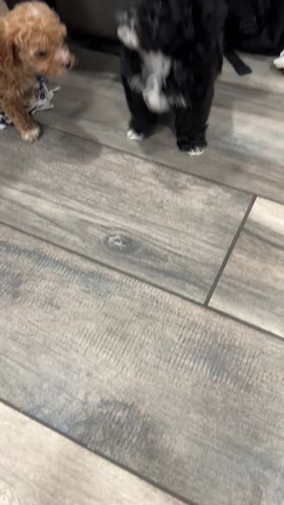 Penguin, a male Poodle - Toy  for sale in Rancho Cucamonga, CA – 2 of 2