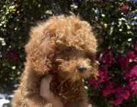 Julie , a female Poodle - Toy  for sale in Rancho Cucamonga, CA – 2 of 4