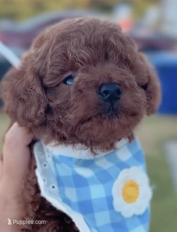 Barbie  – Poodle - Toy  puppy for sale in Rancho Cucamonga, CA