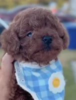 Barbie , a female Poodle - Toy  for sale in Rancho Cucamonga, CA – 1 of 4
