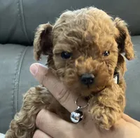 Fred, a male Poodle - Toy  for sale in Rancho Cucamonga, CA – 3 of 4