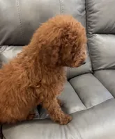 Charlie , a male Poodle - Miniature  for sale in Rancho Cucamonga, CA – 2 of 3