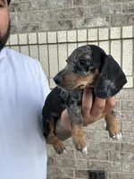Peter, a male Miniature Dachshund for sale in Houston, TX – 3 of 4