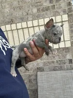 mandi, a female French Bulldog for sale in Houston, TX – 2 of 3
