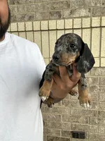 Peter, a male Miniature Dachshund for sale in Houston, TX – 4 of 4