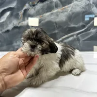 peggie, a female Shih Tzu for sale in Houston, TX – Photo 3 of 3