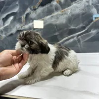 peggie, a female Shih Tzu for sale in Houston, TX – Photo 1 of 3