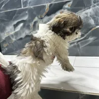 peggie, a female Shih Tzu for sale in Houston, TX – Photo 2 of 3