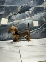 Laney  , a female Miniature Dachshund for sale in Houston, TX – 4 of 8