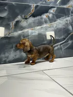 Laney  , a female Miniature Dachshund for sale in Houston, TX – 3 of 8