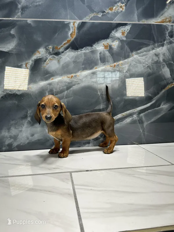 Laney   – Miniature Dachshund puppy for sale in Houston, TX