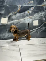Laney  , a female Miniature Dachshund for sale in Houston, TX – 1 of 8