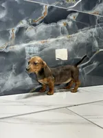 Laney  , a female Miniature Dachshund for sale in Houston, TX – 7 of 8