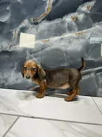 Laney  , a female Miniature Dachshund for sale in Houston, TX – 8 of 8