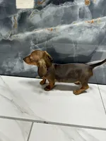 Laney  , a female Miniature Dachshund for sale in Houston, TX – 6 of 8