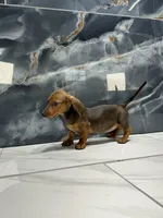 Laney  , a female Miniature Dachshund for sale in Houston, TX – 5 of 8