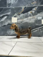 Laney  , a female Miniature Dachshund for sale in Houston, TX – 2 of 8
