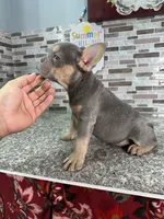 Rolly, a male French Bulldog for sale in Houston, TX – 4 of 4