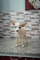 Nina, a female Chihuahua for sale in Houston, TX – 3 of 5