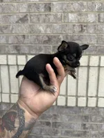 pete, a male Chihuahua for sale in Houston, TX – 4 of 9