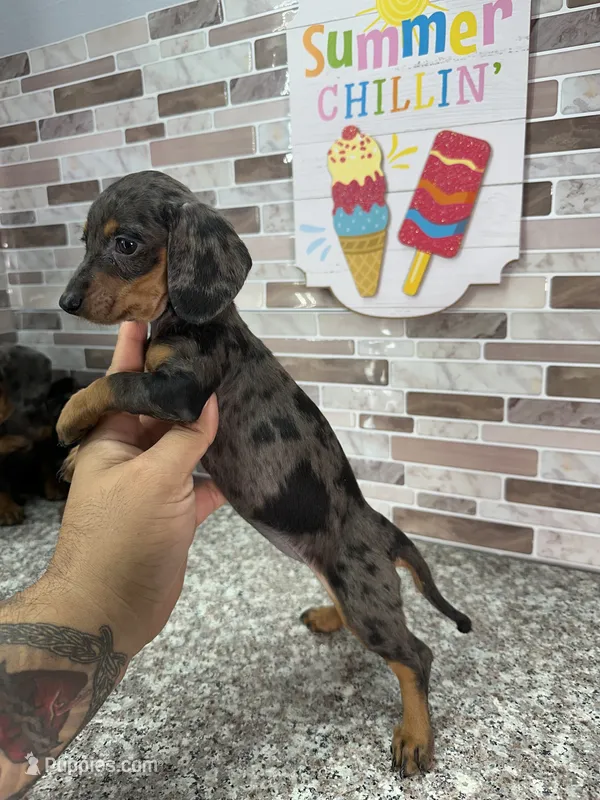 Sandy – Miniature Dachshund puppy for sale in Houston, TX