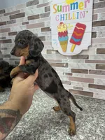 Sandy, a female Miniature Dachshund for sale in Houston, TX – 1 of 2