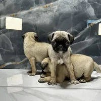 Rita, a female Pug for sale in Houston, TX – Photo 3 of 3