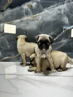 processed/dea22e41-88bd-44bc-8906-abe0cdf4307a/listing/0c15c22f-6307-42d4-8aa8-04b0c5337423/2508a673-f412-4acf-b4bb-629b0763f46b