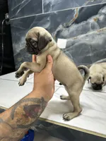 tom, a male Pug for sale in Houston, TX – 3 of 3