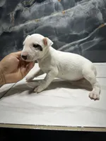 processed/dea22e41-88bd-44bc-8906-abe0cdf4307a/listing/0f6509f8-c4ba-4240-af47-ca79d0ddf227/94c93521-bb4a-4423-a44f-27fa886ecfa9