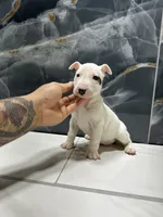 processed/dea22e41-88bd-44bc-8906-abe0cdf4307a/listing/0f6509f8-c4ba-4240-af47-ca79d0ddf227/99217bfd-29b9-4b4a-9b9f-db69466d724e