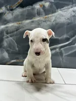 processed/dea22e41-88bd-44bc-8906-abe0cdf4307a/listing/0f6509f8-c4ba-4240-af47-ca79d0ddf227/c9fa01b3-6041-49eb-8613-aa70cccfcdeb