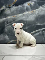 processed/dea22e41-88bd-44bc-8906-abe0cdf4307a/listing/0f6509f8-c4ba-4240-af47-ca79d0ddf227/cbbd478b-903e-4b99-b524-80b1305e605f