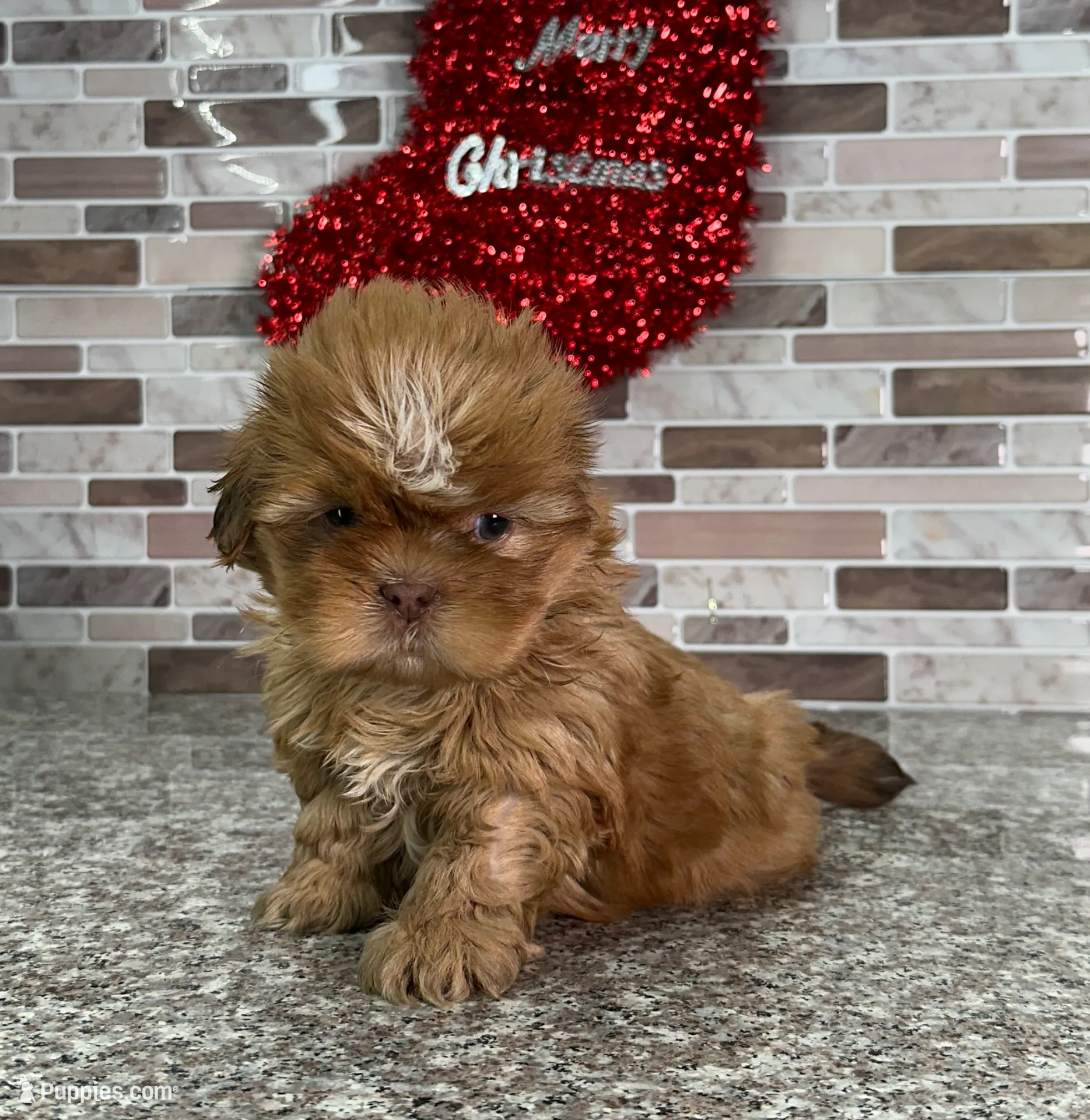 Shih Tzu Puppy For Sale in Houston | Puppies.com