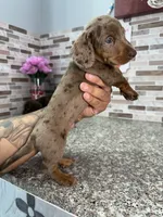 Cooper, a male Miniature Dachshund for sale in Houston, TX – 3 of 9