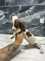 Lacey, a female Dachshund for sale in Houston, TX – 3 of 4