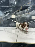 Lacey, a female Dachshund for sale in Houston, TX – 4 of 4