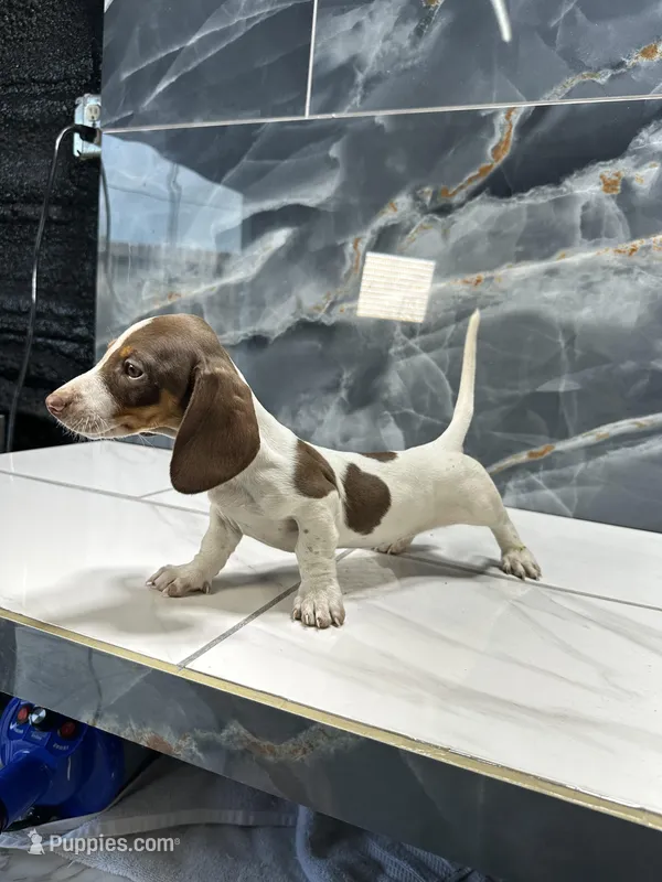 Lacey – Dachshund puppy for sale in Houston, TX