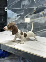 Lacey, a female Dachshund for sale in Houston, TX – 1 of 4
