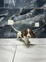 Lacey, a female Dachshund for sale in Houston, TX – 2 of 4