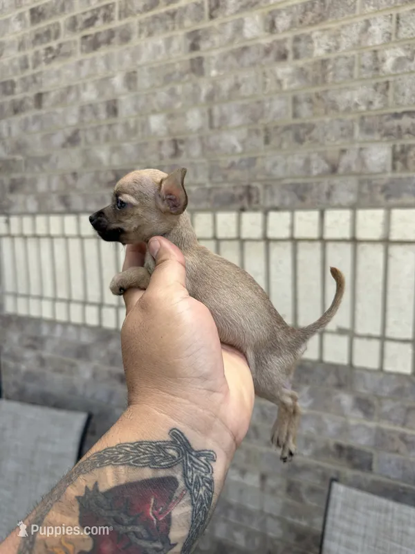 Sugar – Chihuahua puppy for sale in Houston, TX