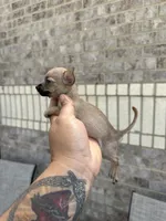 Sugar, a female Chihuahua for sale in Houston, TX – 1 of 3
