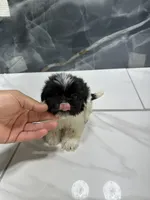 Mikey, a male Shih Tzu for sale in Houston, TX – 2 of 5