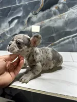 Tony, a male French Bulldog for sale in Houston, TX – Photo 4 of 4