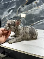 Tony, a male French Bulldog for sale in Houston, TX – Photo 2 of 4