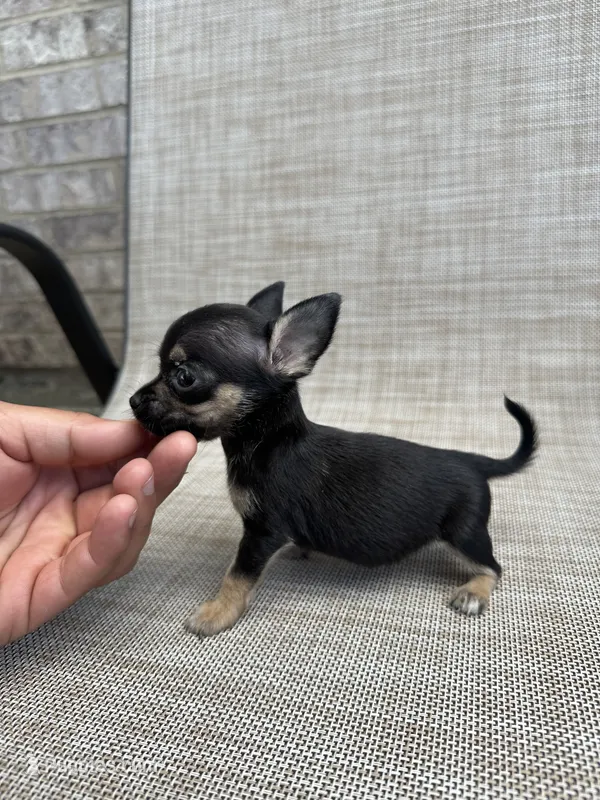 pete – Chihuahua puppy for sale in Houston, TX